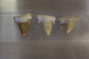 Fossiilinen Hainhammas