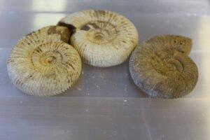 Mantelliseras Amoniitti 40-55mm