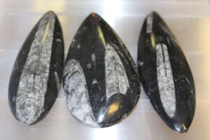 Orthoceras Morokko 80-120mm