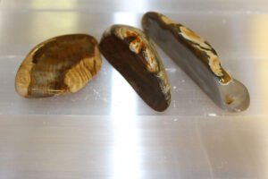 Kivettynytpuu Jumbo 50-70mm