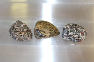 Leopardijaspis 25-35mm